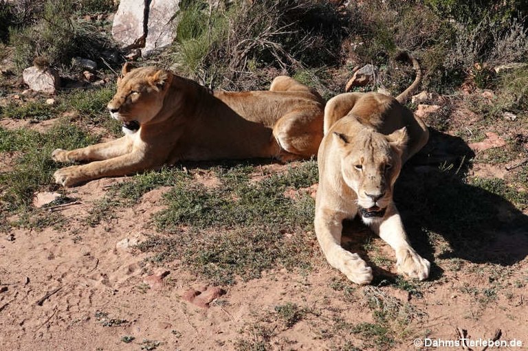 Panthera leo melanochaita