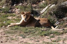 Panthera leo melanochaita-3