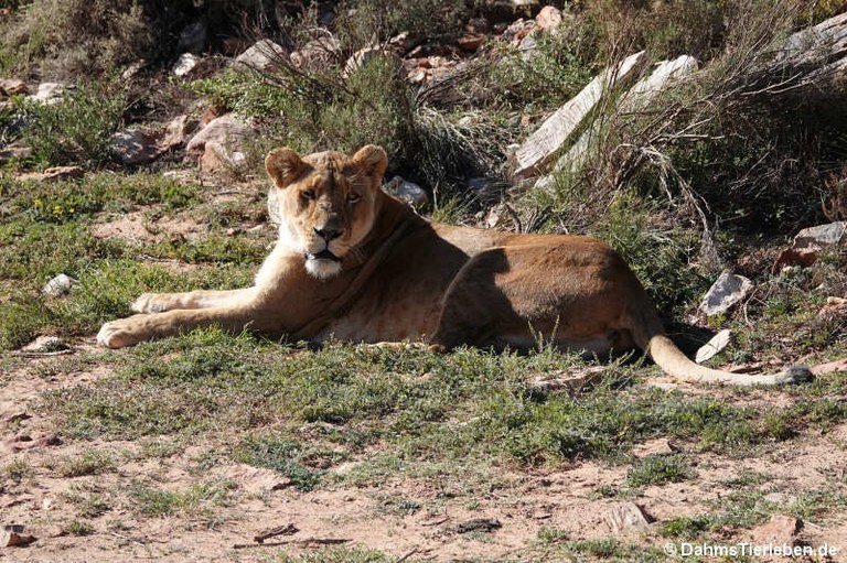 Panthera leo melanochaita