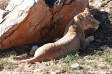 Panthera leo melanochaita-4