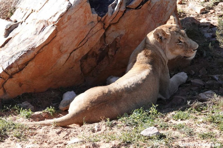 Panthera leo melanochaita