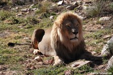 Panthera leo melanochaita-1