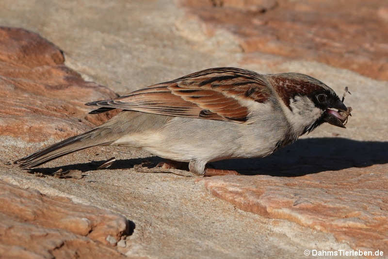 Passer domesticus-1