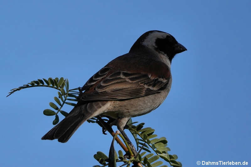 Kapsperling Passer melanurus-1