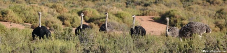 Struthio camelus australis
