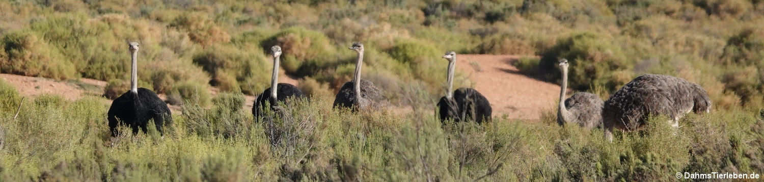 Struthio camelus australis-1