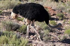 Struthio camelus australis-6