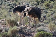Struthio camelus australis-5