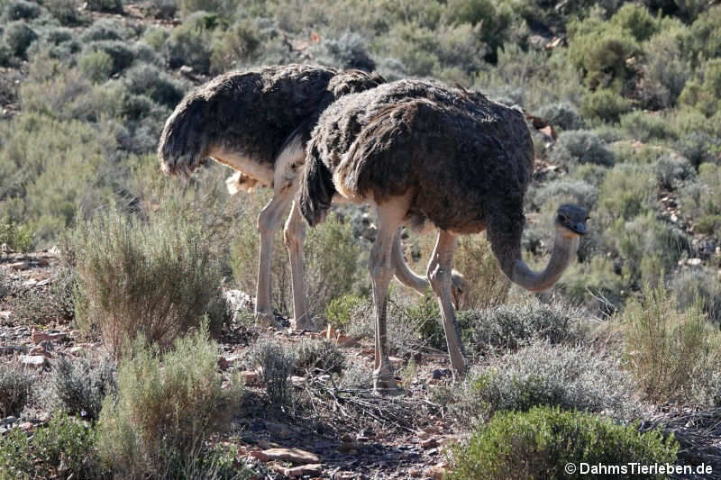 Struthio camelus australis-2