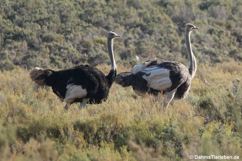 Struthio camelus australis-7