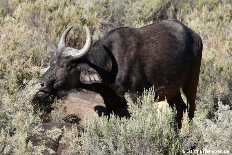 Kapbüffel Syncerus caffer caffer-7