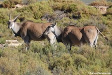 Tragelaphus oryx-2