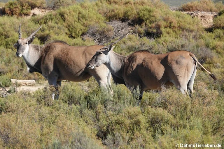 Tragelaphus oryx