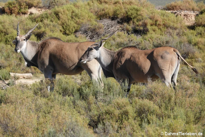 Südafrikanische Elenantilopen Tragelaphus oryx oryx-2