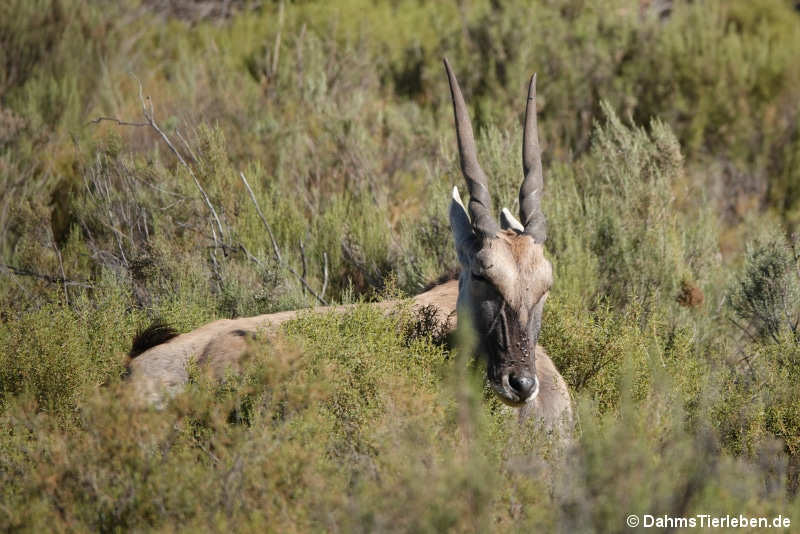 Südafrikanische Elenantilope Tragelaphus oryx oryx-3