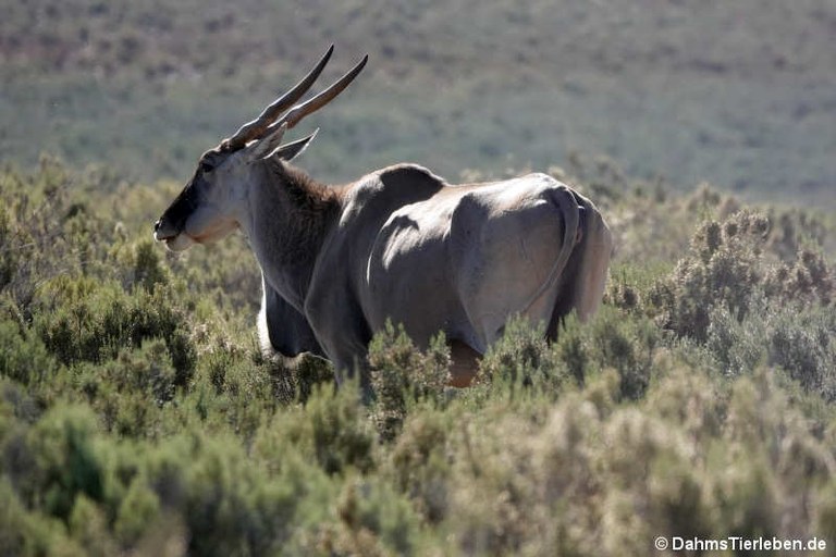 Tragelaphus oryx