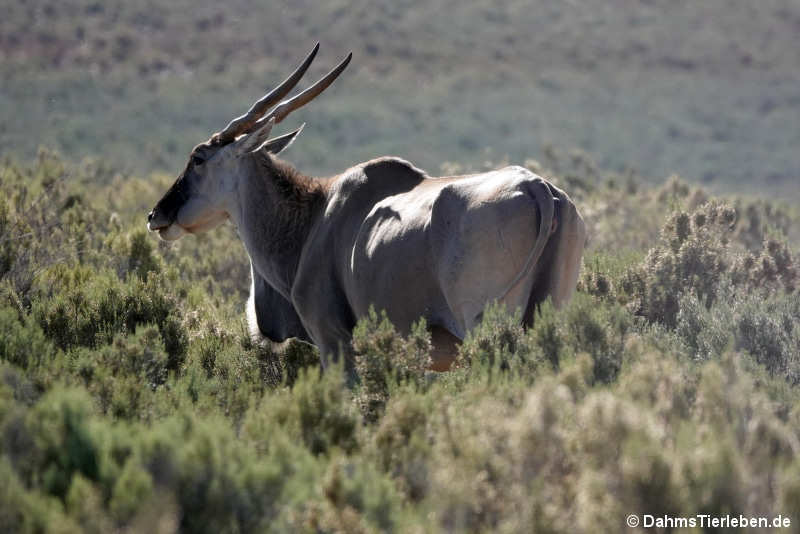 Südafrikanische Elenantilope Tragelaphus oryx oryx-4