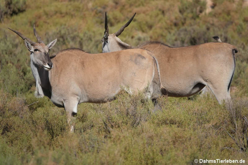 Südafrikanische Elenantilopen Tragelaphus oryx oryx-1