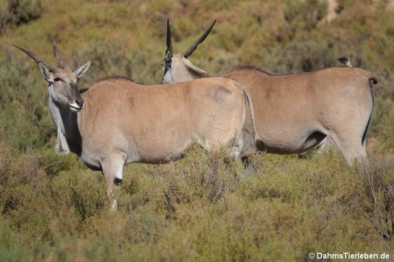 Tragelaphus oryx oryx