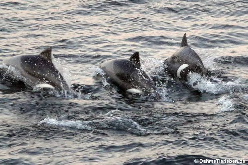 Cephalorhynchus heavisidii-1