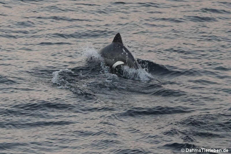 Cephalorhynchus heavisidii-2