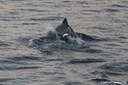 Cephalorhynchus heavisidii