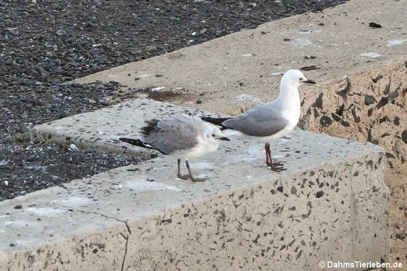 Chroicocephalus hartlaubii-1