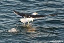 Larus dominicanus vetula