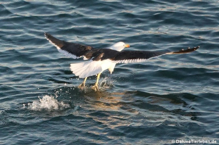 Larus dominicanus vetula