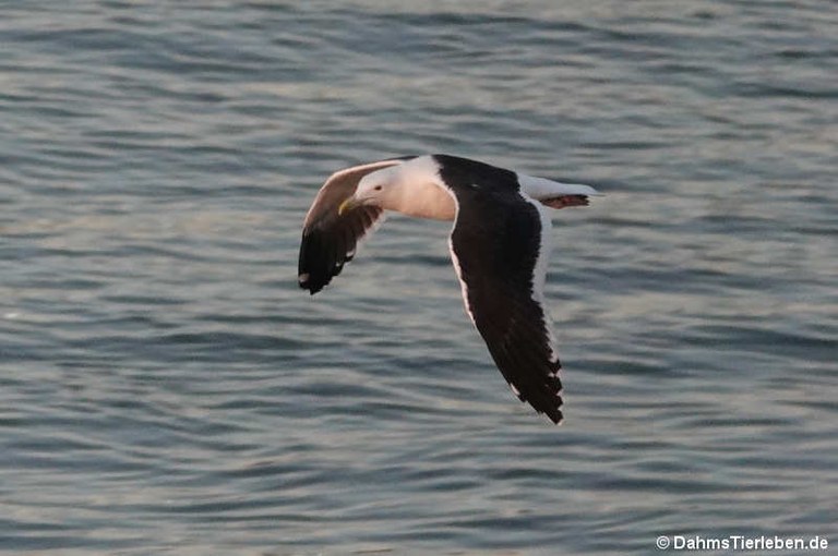 Larus dominicanus vetula
