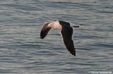 Larus dominicanus vetula-3