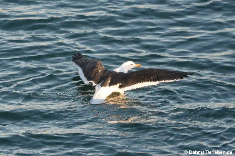Larus dominicanus vetula-1
