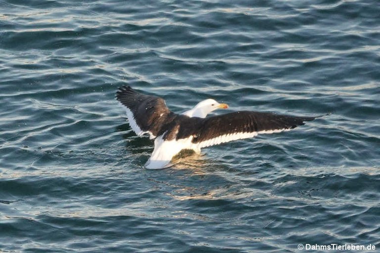 Larus dominicanus vetula