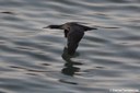 Phalacrocorax capensis