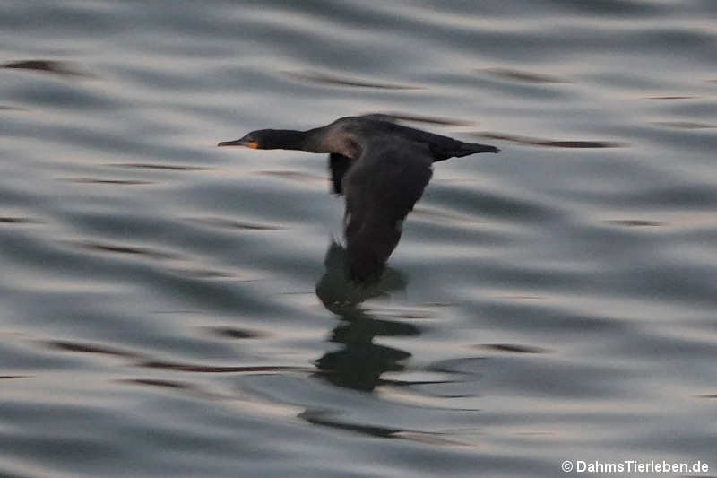 Phalacrocorax capensis-1