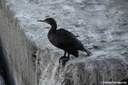 Phalacrocorax capensis