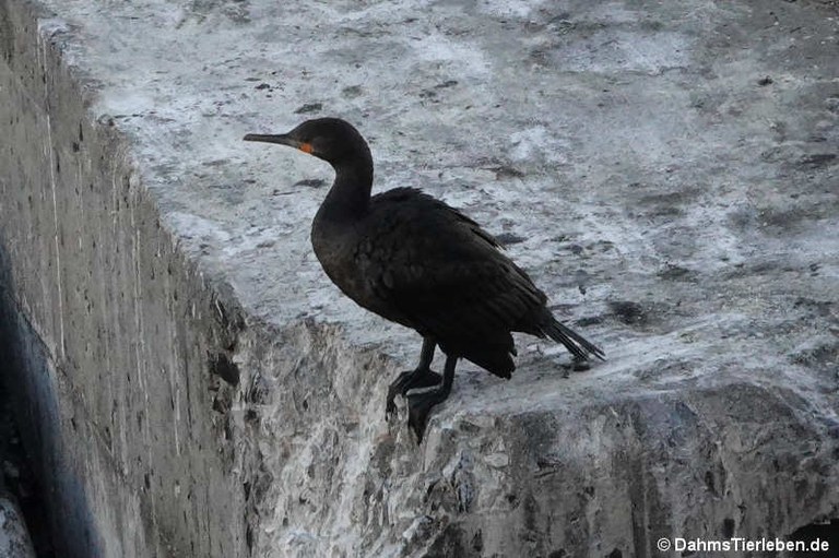 Phalacrocorax capensis