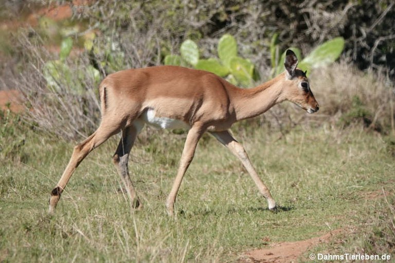 Aepyceros melampus melampus