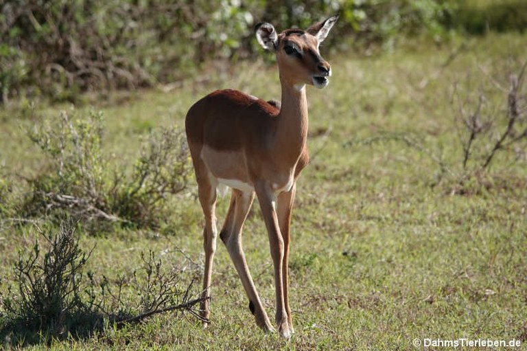 Aepyceros melampus melampus