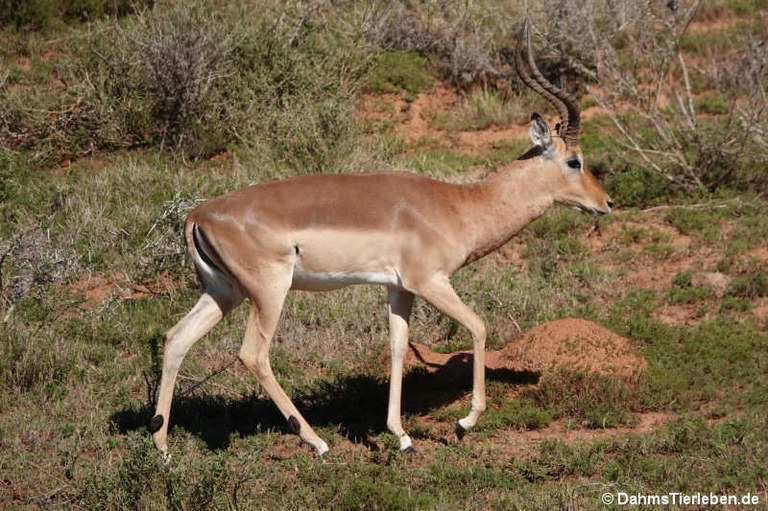Aepyceros melampus melampus