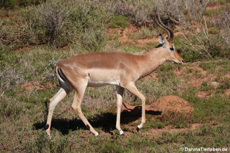 Aepyceros melampus melampus