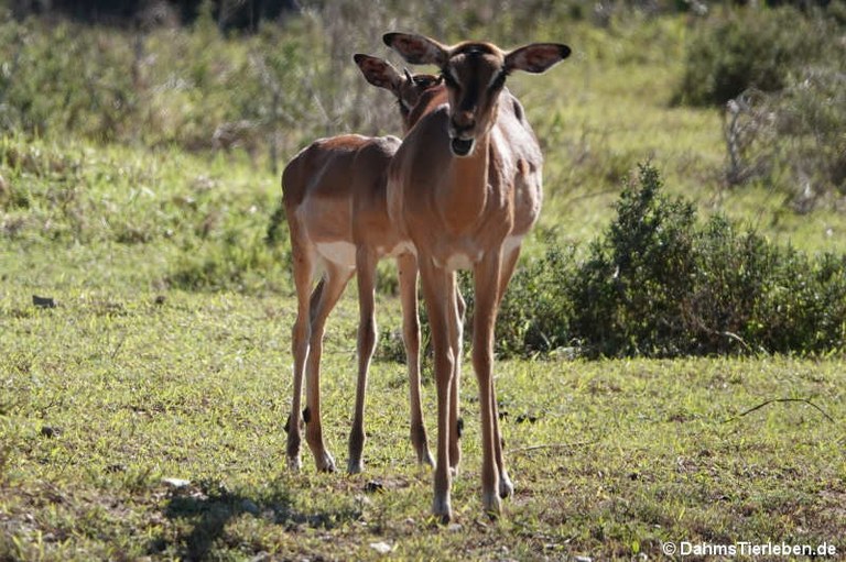 Aepyceros melampus melampus