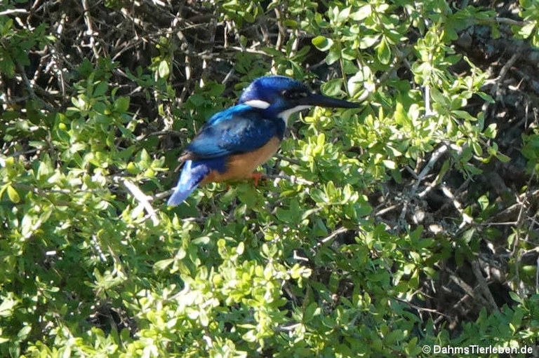 Alcedo semitorquata semitorquata