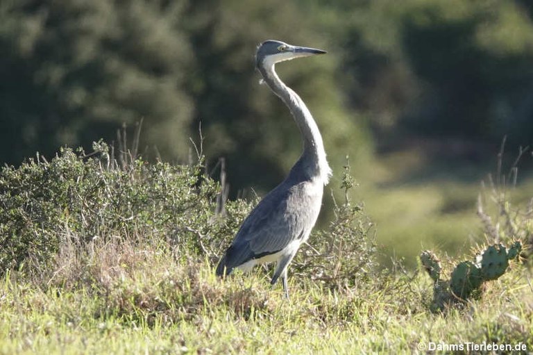 Ardea melanocephala