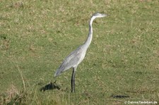 Ardea melanocephala-1