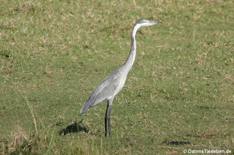 Ardea melanocephala