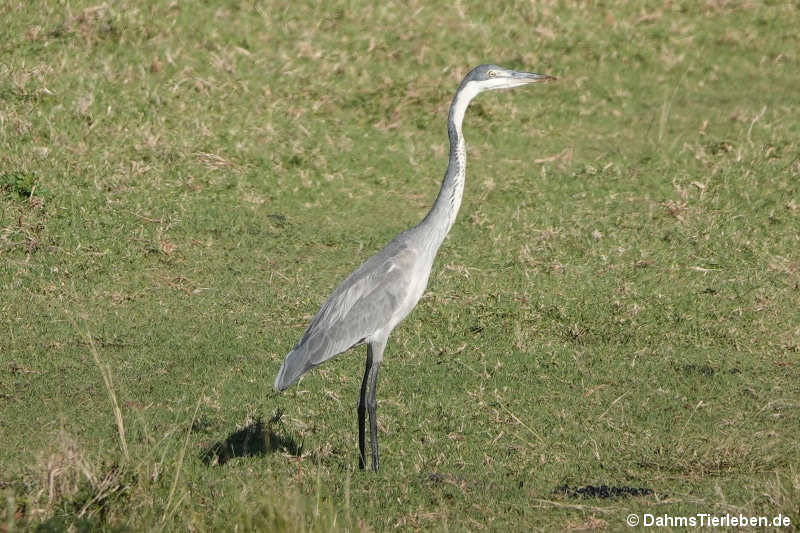Ardea melanocephala