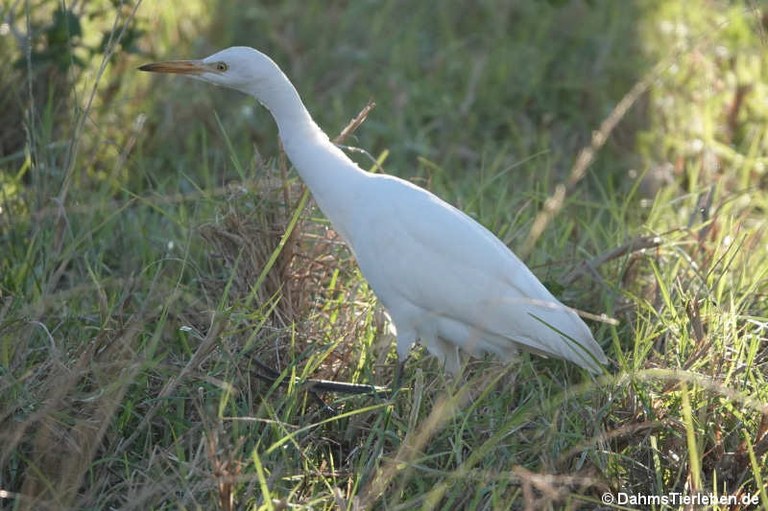 Ardea ibis