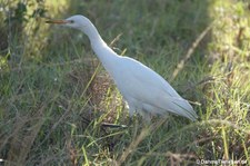 Ardea ibis-8