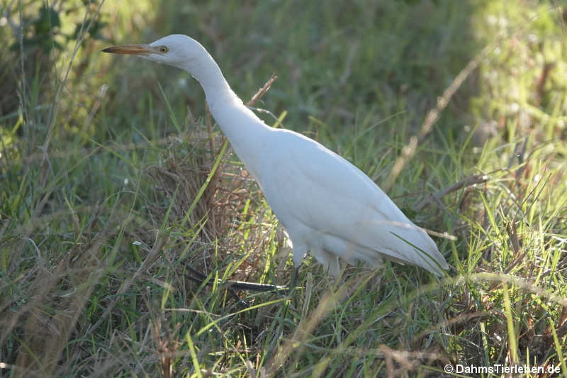 Ardea ibis